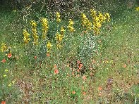 Monte_Gallo_Galvarina - 20100515 076.jpg